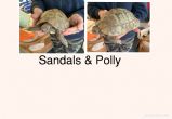 Rehomed...Hermanns : Male & Female approx 30/60 years old (Sandals & Polly)